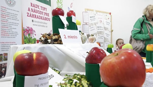 Smolenické sady nám predstavili najkrajšie slovenské jablko