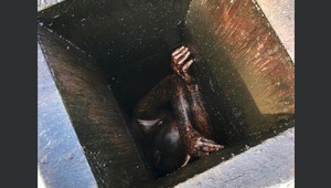 Muž šiel vykradnúť reštauráciu. Polícia ho našla po dvoch dňoch naloženého v oleji