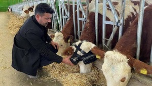 V Turecku sa už kravy pasú vo VR okuliaroch: Majú na to perfektný dôvod