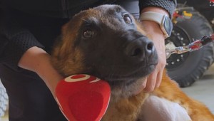 Záchranársky pes Quido potrebuje pomoc: Po nehode bojuje o zdravie