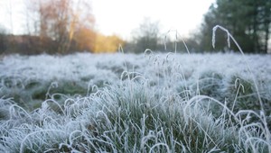 Záhradkári, pozor: Takto si uchránite úrodu pred aprílovým mrazom