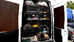 Slovensko patrí k najväčším vývozcom šteniat v Európskej únii. Častokrát nelegálne