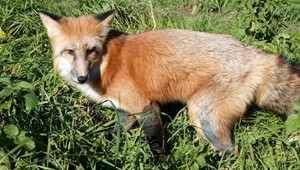 Návrat zabudnutej nákazy. Na severovýchode je besnota!