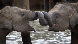 Opustené sloníčatá našli domov v útulku. Slovenka Zuzana si jedno adoptovala