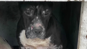 Zúboženého a podvýživeného psa zobrali policajti mužovi z Kolárova. Tvrdí, že mu ho chceli otráviť