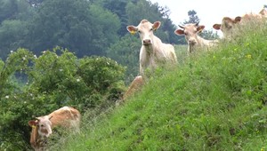 Kravy zachránia planétu? Ich žalúdky môžu vyriešiť problém s plastovým odpadom