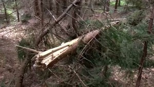 Vďaka polámaným vrcholcom stromov  budú mať desiatky dôchodcov teplo zadarmo