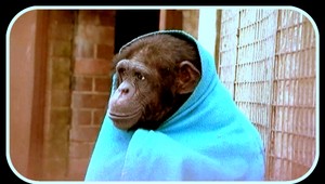 VIDEO. Zima je aj šimpanzom. Takto sa zohrievajú!