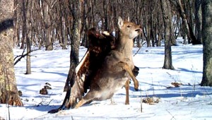 FOTO. Zlatý orol napadol jeleňa, útok trval 2 sekundy
