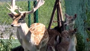 Deti nepochopiteľne hádzali v ZOO do zvierat kamene. Viaceré z nich utrpeli zranenia