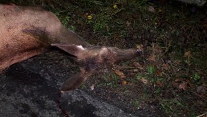 Zrážka pri Brezne. Pod auto vbehla jelenica