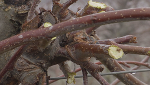 Zima v sadoch: Ovocinári začali s rezom stromov