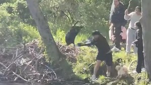 Chlapec (8) sa pobil s bobrom, ktorý ho uhryzol. Potom prišla šokujúca správa