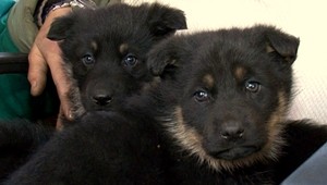 Šteniatka našiel vyhodené v mraze! Primrzli k chodníku...