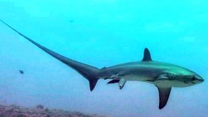 Unikátna fotografia zachytáva pôrod žraloka