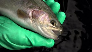 Chovatelia rýb sú nespokojní s čerpaním eurofondov. Dostať ich je hotový rébus