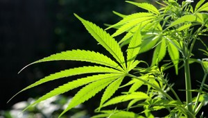 Marihuana v kokosoch. Pašeráci chceli previezť takmer 700 kilogramov drogy