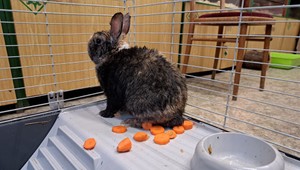 Zajačika bezcitne vyhodili ku kontajneru. Premrznutý v klietke strávil noc