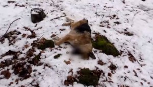 Neznámy strelec usmrtil psov. Ich majiteľ má podozrenie, že strieľal poľovník