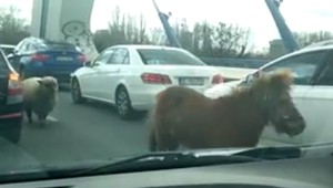 VIDEO: Po bratislavskom moste sa prechádzala ovečka a poník