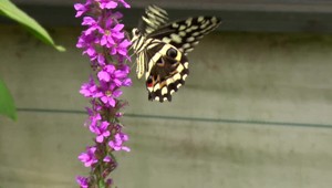 Tisíce motýľov na jednom mieste. Bojnická Zoo ponúka návštevníkom jedinečný zážitok