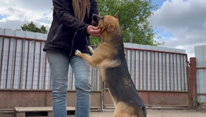 Brutálny útok na štvornohého chlpáčika: Len pár mesačnú fenku muž zmlátil hokejkou