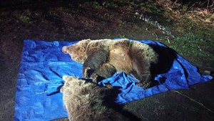 Štátni ochranári neďaleko Sliezskeho domu utratili medvedicu s mláďaťom. Tri medvieďatá ušli do lesa