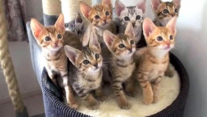 Chovateľom mačiek môže hroziť rakovina prostaty, tvrdia vedci