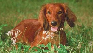 Jazvečíka po ôsmich dňoch oslobodili, modernú techniku porazila ľudová metóda