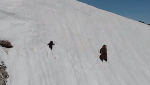 Medvedie mláďa, ktoré sa šplhalo za mamou, dostal do úzkych zrejme človek