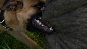 Štyri laby a ostré vycerené zuby. Viete ako sa brániť pri útoku psa?