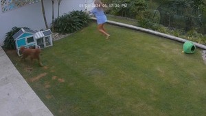 VIDEO: Len 12-ročné dievčatko bojovalo s pytónom, ktorý chcel uloviť jej morské prasiatko