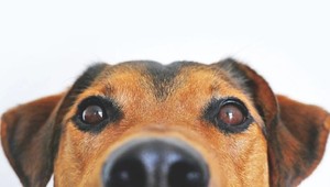 Zázrak: Psa zmietnutého lavínou objavili po pár dňoch živého