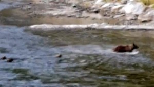 VIDEO: Unikátne zábery medvedej rodiny, prechádzali cez rieku Váh