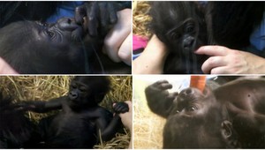 Gorilia sirota. Mláďa má len tri mesiace a už žije bez matky