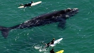 VIDEO. Plávanie s veľrybou, surfisti pokúšali šťastie