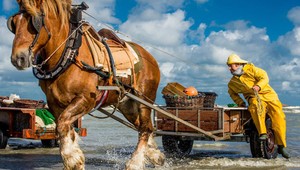 Belgicko: V Oostduinkerke už 700 rokov lovia krevety z chrbta koňa