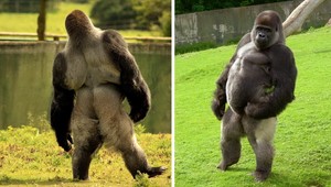 VIDEO: Senzácia! Táto gorila chodí po dvoch