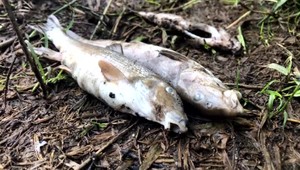 Rybárska sezóna v ohrození. Rybári našli stovky mŕtvych rýb