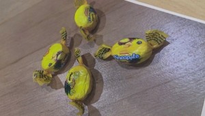 Polícia pátra po drogách v ananásových cukríkoch