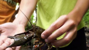 Tisíce rakov uhynuli v oblasti Hriňovej. Príčina je zatiaľ neznáma