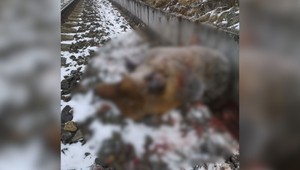 Medveď neprežil zrážku s vlakom pri Turčeku. Šelma vážila viac než 160 kíl