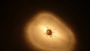 Aj poštou môžete poslať kliešťa na rozbor