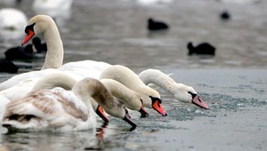 Na Slovensku sa opäť potvrdila vtáčia chrípka. Pri Sekuliach našli mŕtve labute