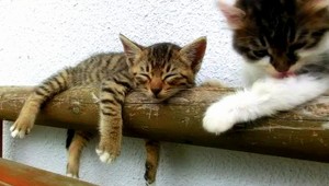 HIT INTERNETU. Keď hravé mačiatko chce zobudiť spiace...