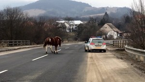 VIDEO: Kuriozita na utorok. Policajti chytali koňa