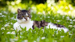 Zázrak pod vianočný stromček. Zatúlaná mačka sa k rodine vrátila po 7 rokoch