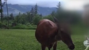 Ľudia v Tatrách napriek zákazu prikrmujú zver. Hrozia im za to vysoké pokuty