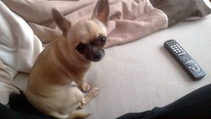 Stratila sa Čivava Tinky. Majitelia ponúkajú odmenu