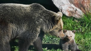 Pri Šútovskom vodopáde napadol muža medveď